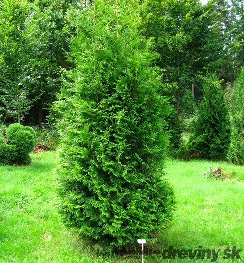 Tuja západná Brabant, výška 30/40 cm, v črepníku P9 Thuja occidentalis