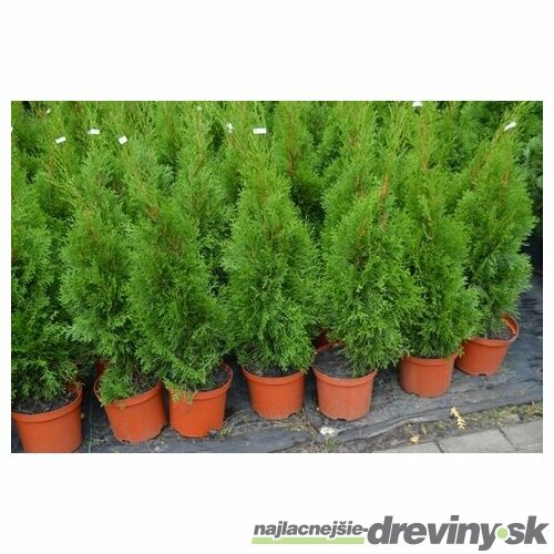 Tuja západná Smaragd 100/120 cm, v črepníku Thuja occidentalis Smaragd