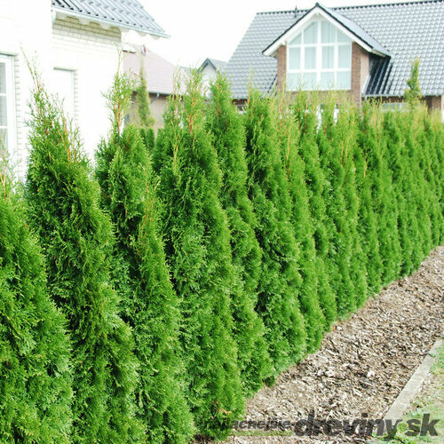 Tuja západná Smaragd 140/150 cm, kopaná, Thuja occidentalis Smaragd