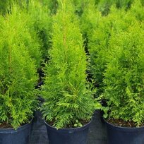 Tuja západná Smaragd 60/80  cm, v črepníku 3 litre. Thuja occidentalis Smaragd