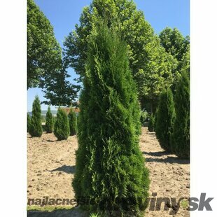 Tuja západná Smaragd 80/100 cm, v črepníku 3l Thuja occidentalis Smaragd