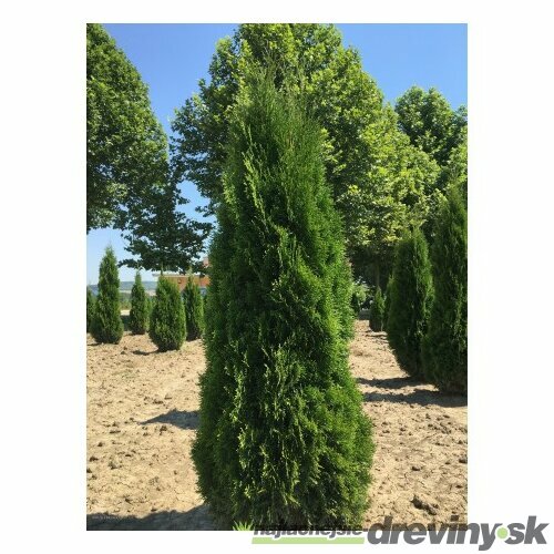 Tuja západná Smaragd 80/100 cm, v črepníku 3l Thuja occidentalis Smaragd