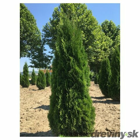 Tuja západná Smaragd 80/100 cm, v črepníku 3l Thuja occidentalis Smaragd