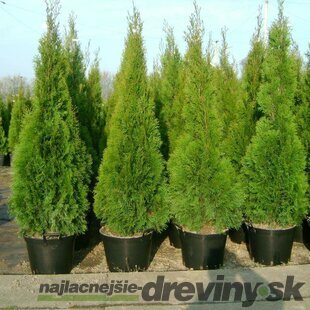 Tuja západná Smaragd, výška 130/150 cm, v črepníku Thuja occidentalis Smaragd