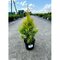 Tuja západná Sunkist, výška 20/25 cm, v črepníku P9 Thuja occidentalis