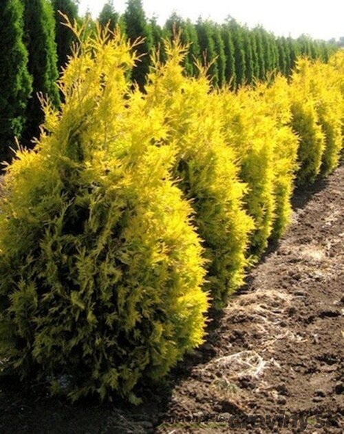 Tuja západná Sunkist, výška 20/25 cm, v črepníku P9 Thuja occidentalis