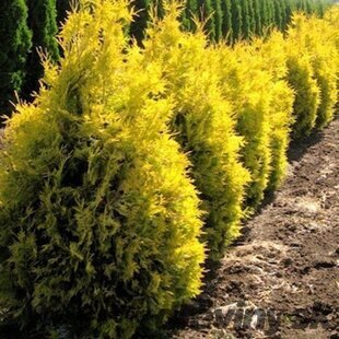 Tuja západná Sunkist, výška 20/25 cm, v črepníku P9 Thuja occidentalis