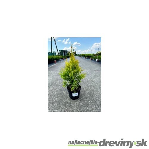 Tuja západná Sunkist, výška 20/25 cm, v črepníku P9 Thuja occidentalis