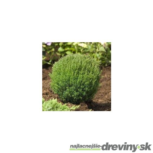 Tuja západná TEDDY, výška 10/15 cm, v črepníku P9 Thuja occidentalis