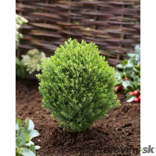 Tuja západná TEDDY, výška 10/15 cm, v črepníku P9 Thuja occidentalis