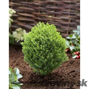 Tuja západná TEDDY, výška 10/15 cm, v črepníku P9 Thuja occidentalis