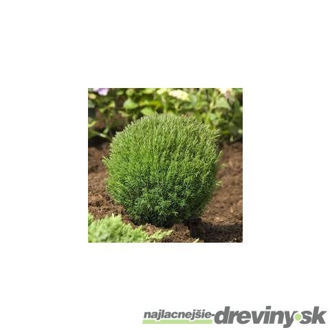 Tuja západná TEDDY, výška 10/15 cm, v črepníku P9 Thuja occidentalis