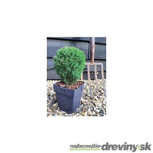 Tuja západná TEDDY, výška 10/15 cm, v črepníku P9 Thuja occidentalis