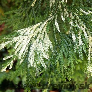 Tujovka japonská Variegata, 30/40 cm, v črepníku Thujopsis dolabrata Variegata