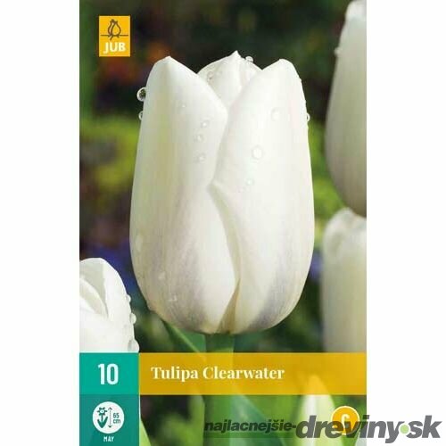 Tulipán ´Clearwater´, 10ks v balení TULIPA CLEARWATER