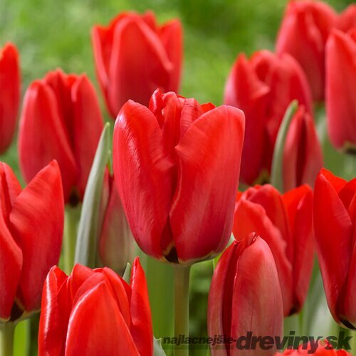 Tulipán Triumph červený, balenie 5 ks TULIPA TRIUMPH RED