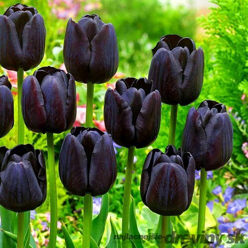 Tulipán Triumph čierny, balenie 5 ks TULIPA TRIUMPH BLACK