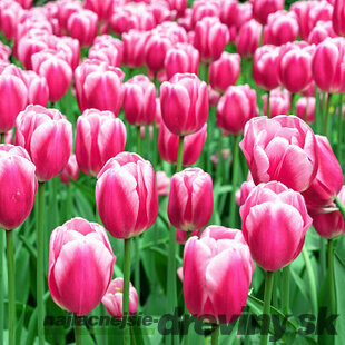 Tulipán Triumph ružový, balenie 5 ks TULIPA TRIUMPH PINK