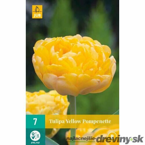 Tulipán ´Yellow Pompenette´, 7 ks v balení YELLOW POMPENETTE