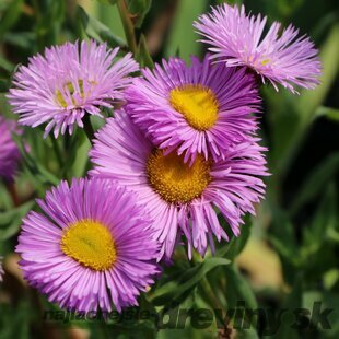 Turica - turan nádherný Rosa Juwel, výška 10/15 cm, v črepníku P9 Erigeron speciosus Rosa Juwel