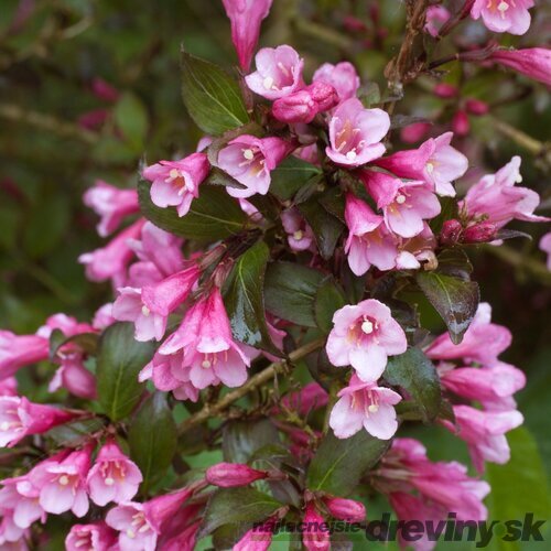 Vajgela Foliis Purpureis, výška 30/+ cm, v črepníku 2l Weigela Foliis Purpureis