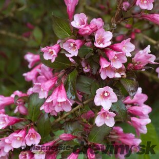 Vajgela Foliis Purpureis, výška 30/+ cm, v črepníku 2l Weigela Foliis Purpureis