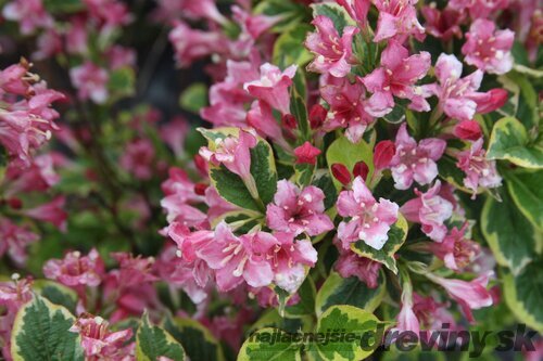 Vajgela Kosteriana Variegata, výška 30/+ cm, v črepníku 2l Weigela Kosteriana Variegata