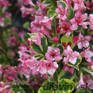 Vajgela Kosteriana Variegata, výška 30/+ cm, v črepníku 2l Weigela Kosteriana Variegata