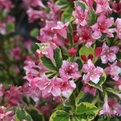 Vajgela Kosteriana Variegata, výška 30/+ cm, v črepníku 2l Weigela Kosteriana Variegata