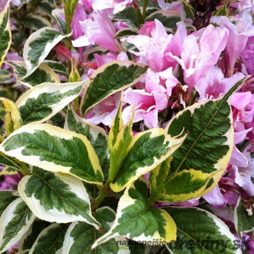 Vajgela Nana Variegata, výška 20/+ cm, v črepníku 2l Weigela Nana Variegata