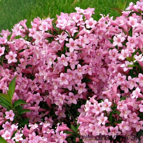 Vajgela Piccolo 20/30 cm, v črepníku 2l Weigela Piccolo