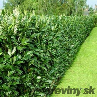 Vavrínovec lekársky Ani, výška 60/80 cm, v črepníku 3l Prunus laur. Ani