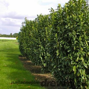 Vavrínovec lekársky Caucasica 220/250  cm, v črepníku 25l Prunus laurocerasus Caucasica