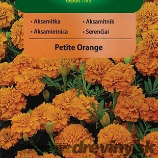 Vilmorin Aksamietnica Petite Orange