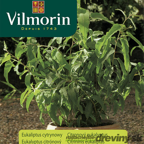 Vilmorin Eukalyptus citrónový semiačka 0,2 g