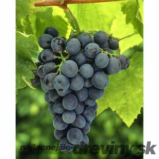 Vinič “BLAUER BURGUNDER“, výška 40/60 cm, v črepníku Vitis Blauer Burgunder