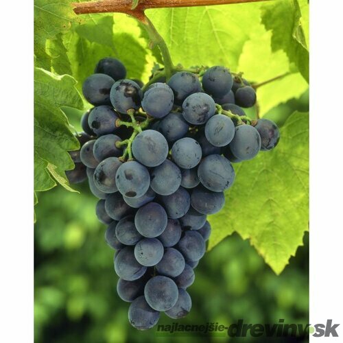 Vinič “BLAUER BURGUNDER“, výška 40/60 cm, v črepníku Vitis Blauer Burgunder