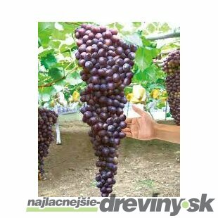 Vinič Hasansky Sladky 40/60 cm, v črepníku Vitis Hasansky Sladky