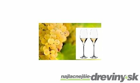 Vinič Rizling biely 40/60 cm, v črepníku Vitis Riesling