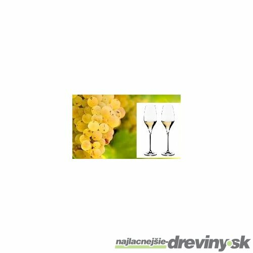 Vinič Rizling biely 40/60 cm, v črepníku Vitis Riesling