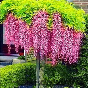 Vistéria čínska Rosea 60/80 cm , v črepníku 3l Wisteria sinensis Rosea