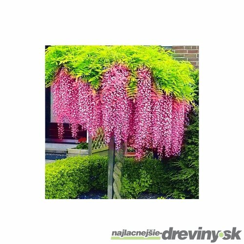 Vistéria čínska Rosea 60/80 cm , v črepníku 3l Wisteria sinensis Rosea