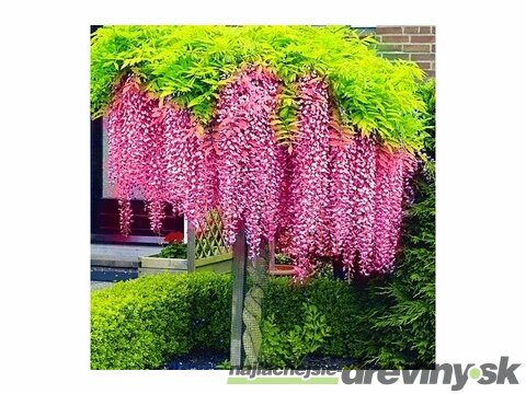 Vistéria čínska Rosea 60/80 cm , v črepníku 3l Wisteria sinensis Rosea