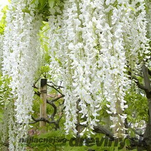 Vistéria kvetnatá Lnongisima alba , v črepníku Wisteria florida Longisima alba