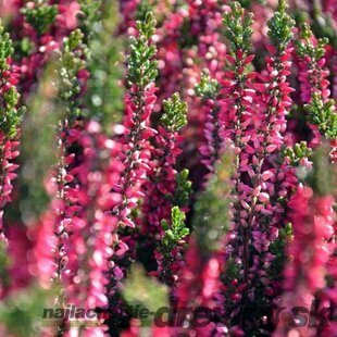 Vres obyčajný ‘Athene‘‘, výška 10/15 cm, v črepníku 1l Calluna vulgaris Athene