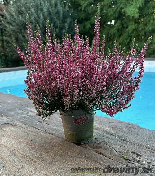 Vres obyčajný Hull (ružový), výška 15/25 cm, v črepníku Calluna vulgaris “Hull“ Pink