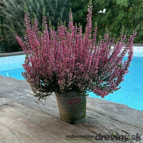 Vres obyčajný Hull (ružový), výška 15/25 cm, v črepníku Calluna vulgaris “Hull“ Pink