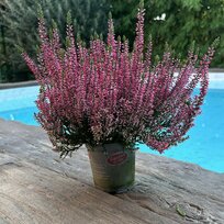 Vres obyčajný Hull (ružový), výška 15/25 cm, v črepníku Calluna vulgaris “Hull“ Pink