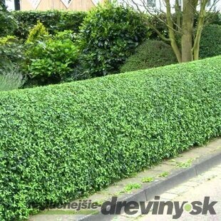 Vtáčí zob vajicolistý (neopadavý), výška 40/60 cm, v črepníku 2l Ligustrum ovalifolium