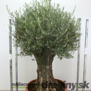 Zberateľský olivovník európsky (40 ročný bonsaj), obvod 90/110 cm, v črepníku Olea europaea